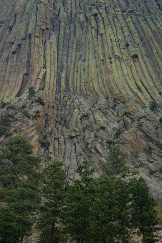 Closeup view showing the columns of rock of Devils Tower. It looks like a tree trunk.