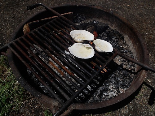 Three white shells on a grill over our fire ring.