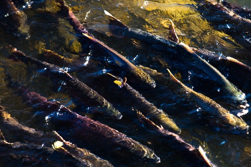 Close-up of salmon packed side-by-side in Issaquah Creek