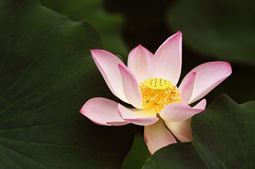 A pink lotus flower set against dark green leaves.