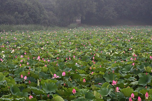A lake covered in lotus leaves and flowers.