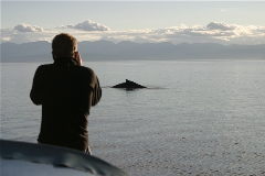 Cap't Dan taking a picture of the grey whale just forward of the boat.
