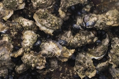 Oysters (and little mussels) covering the beach