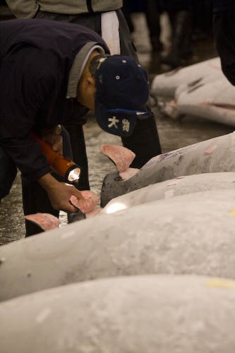 Buyer inspecting massive frozen tuna at Tsukiji Fish Market