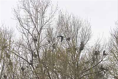 Herons fill the trees at the Black River Riparian Forest