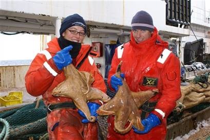 Gigantic seastars from Antartica