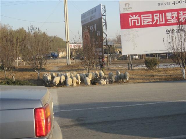 Sheep grazing by side of road near Beijing